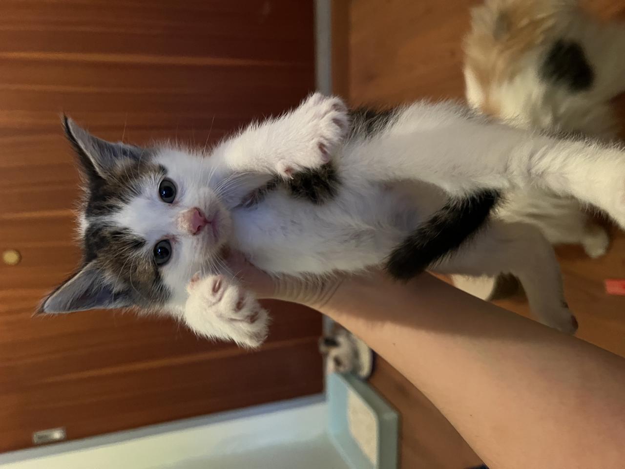 Gato BURTIE en adopción