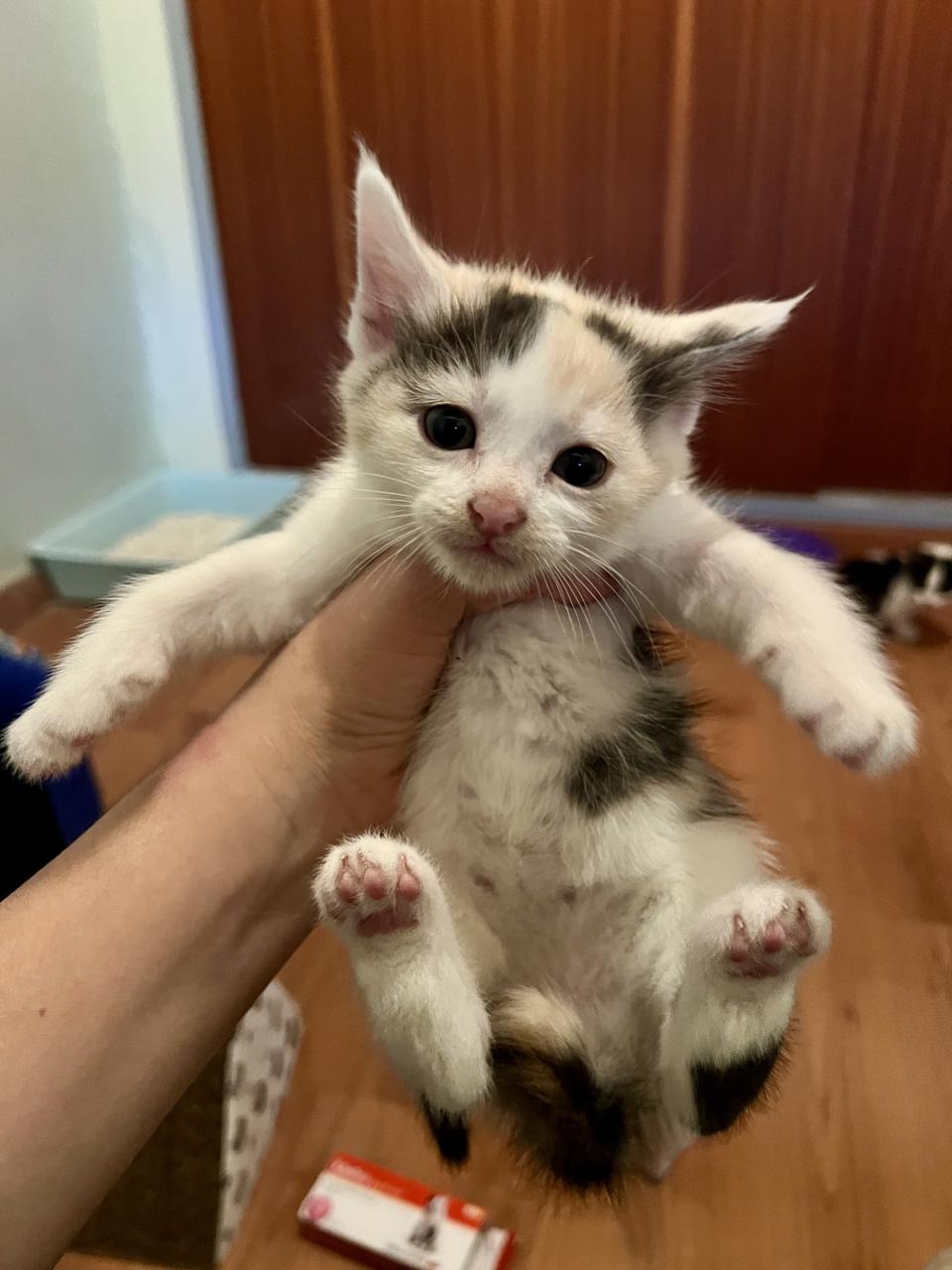 Gato MELINA en adopción