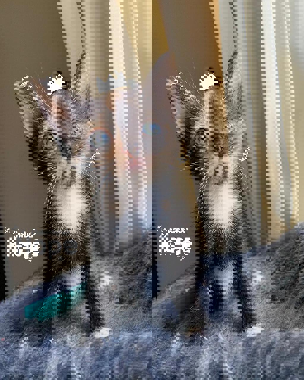 Gato Hope en adopción