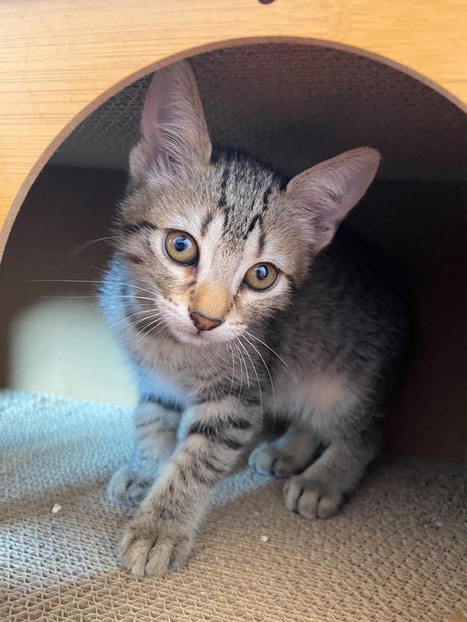 Gato Hilda en adopción