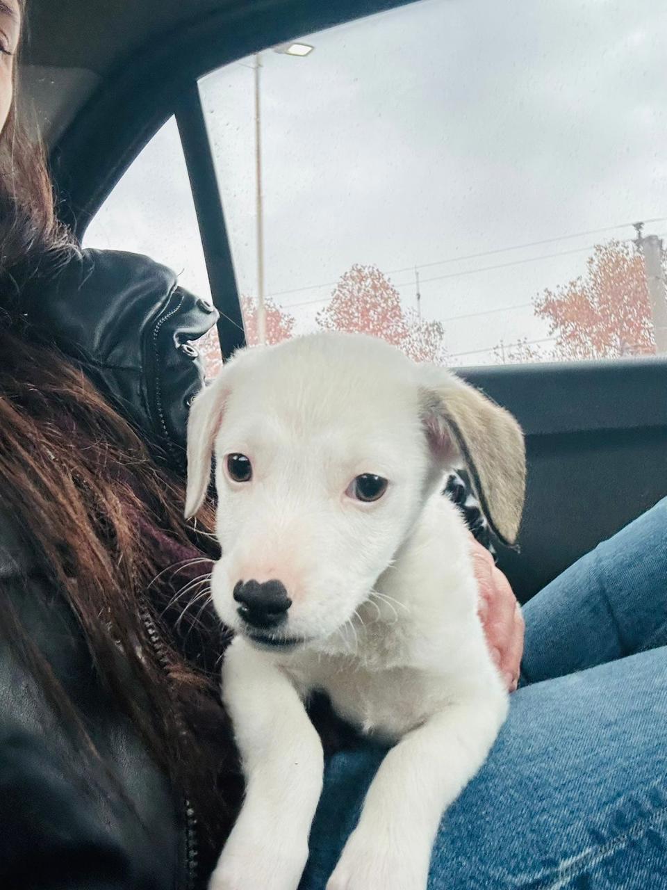 Perro Budín  en adopción