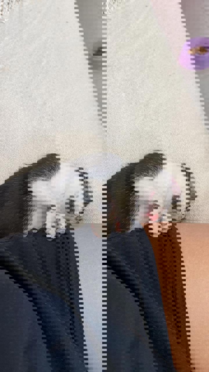 Gato Batman en adopción