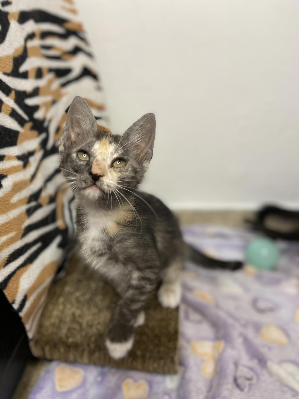 Gato DIANA en adopción