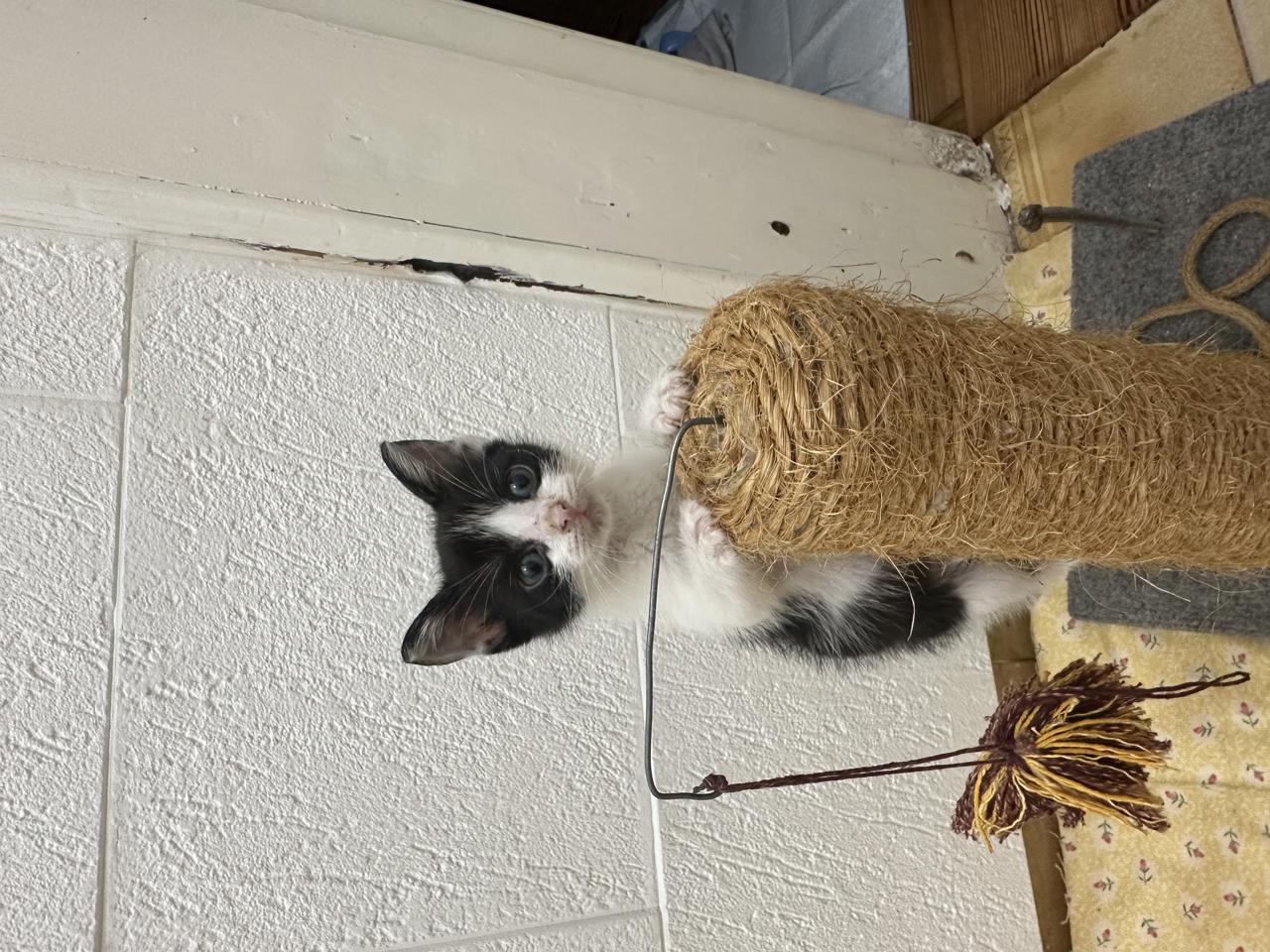 Gato Joyce en adopción