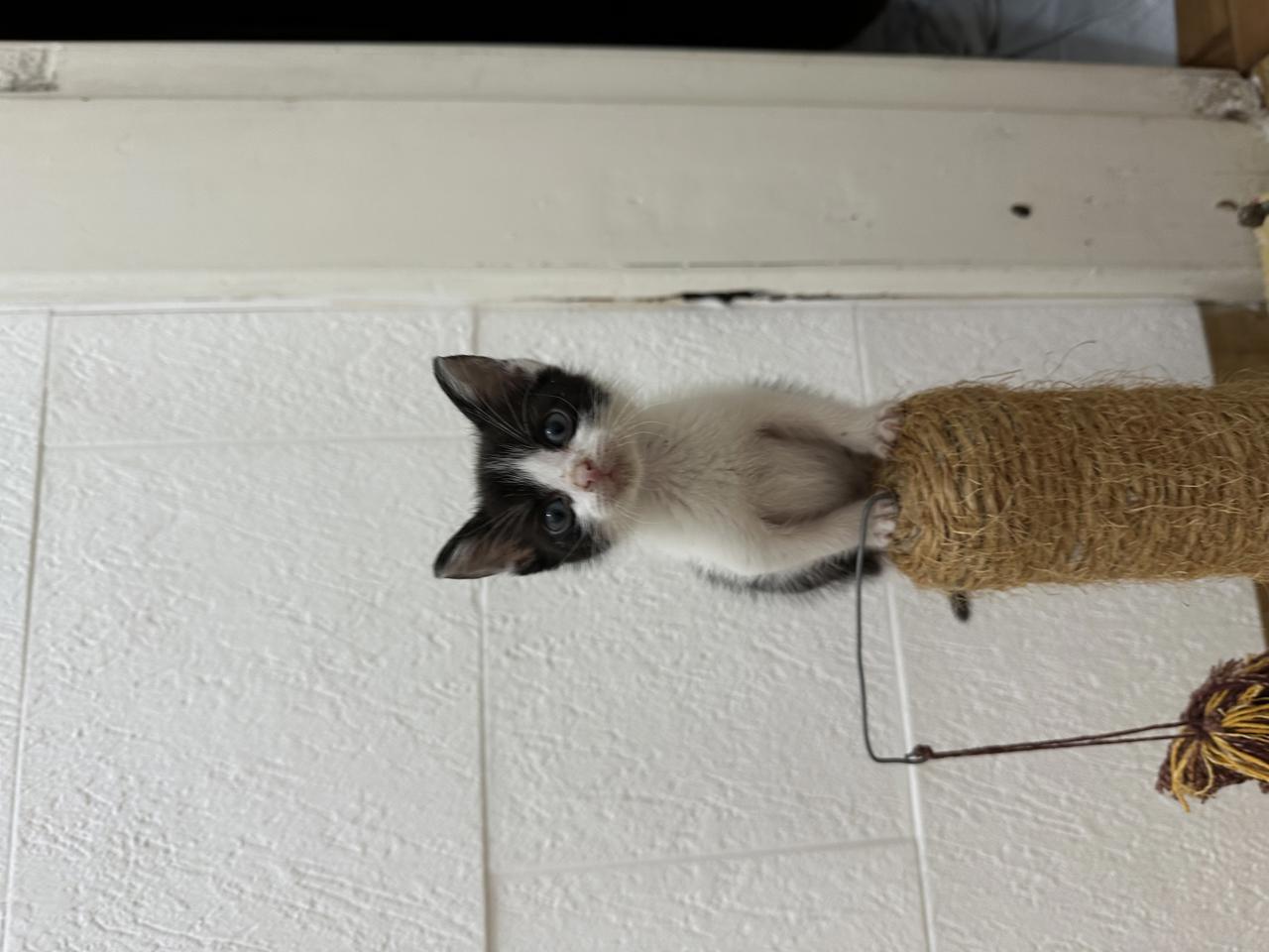 Gato Joyce en adopción