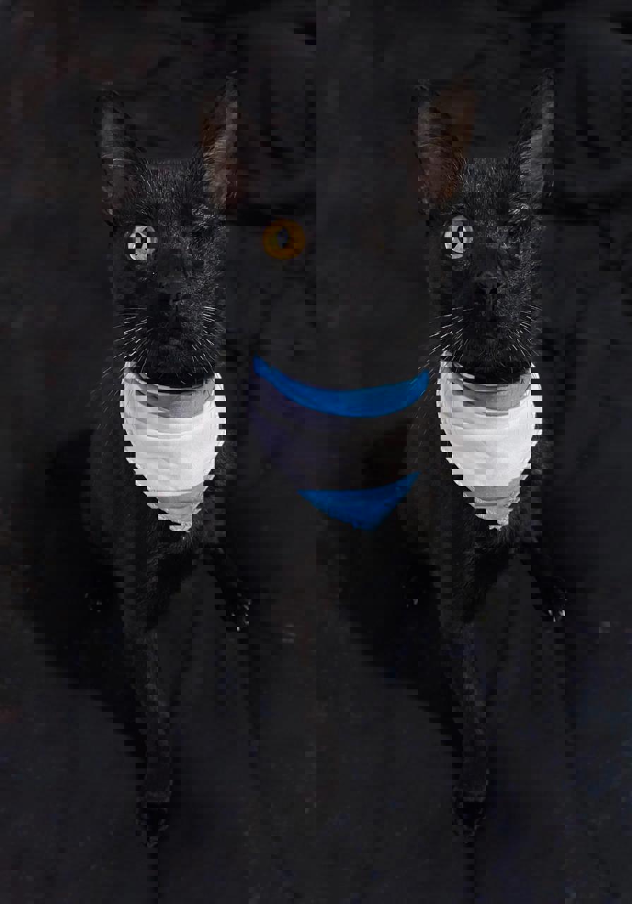 Gato PANTERA en adopción