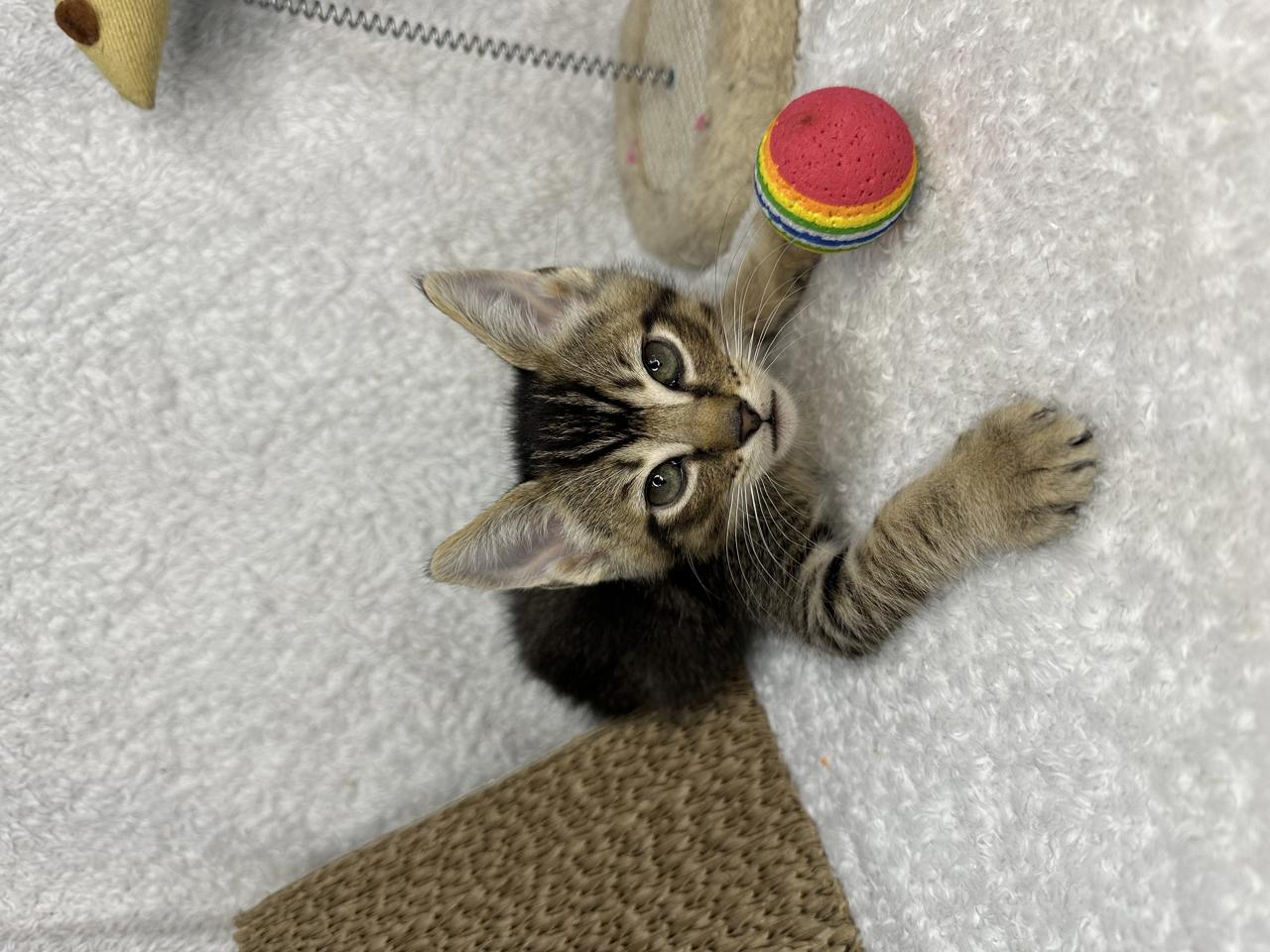 Gato DEREK en adopción