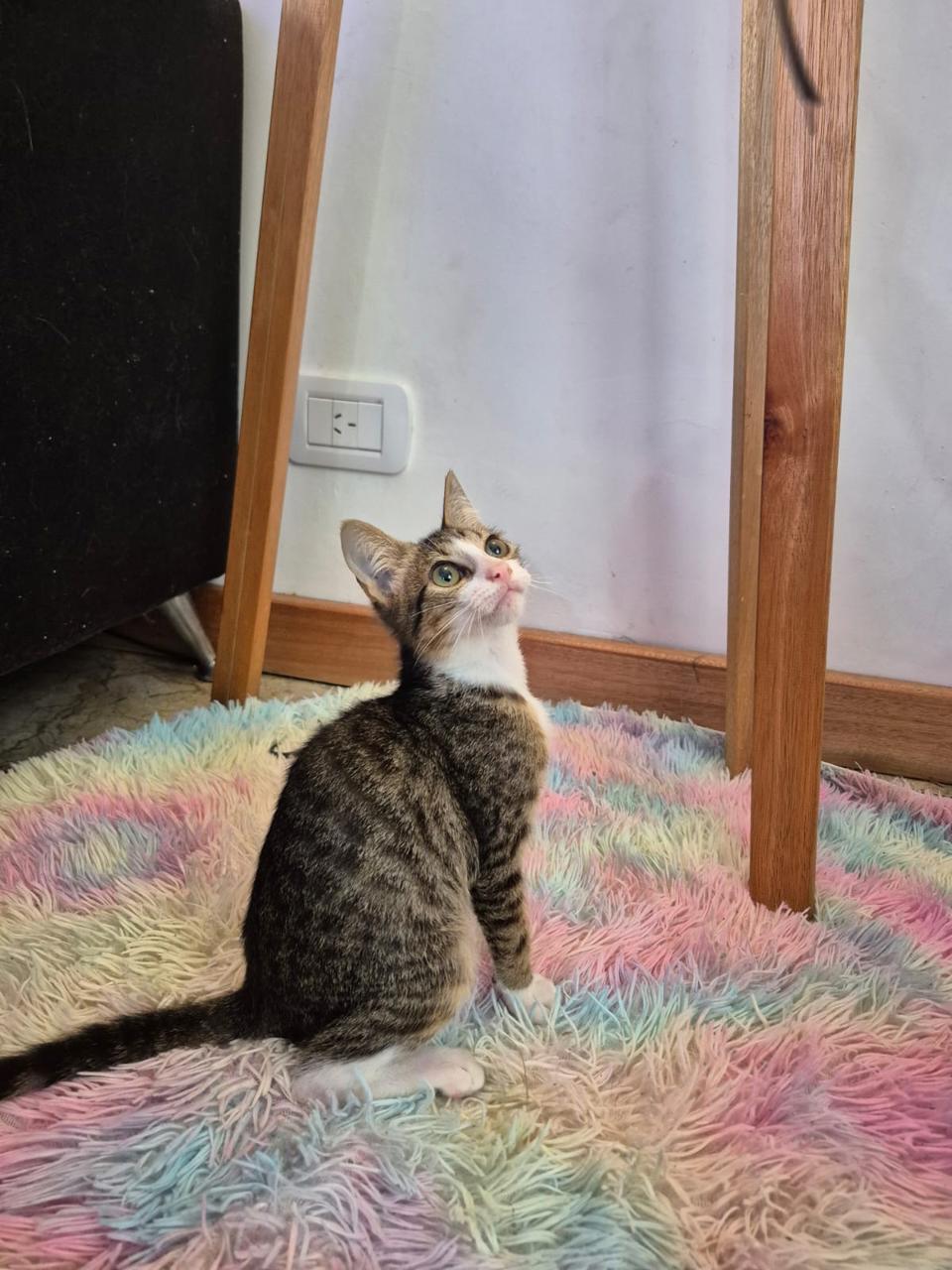 Gato Rayo  en adopción