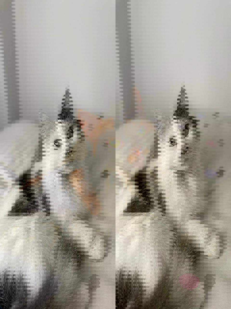 Gato MIEL en adopción