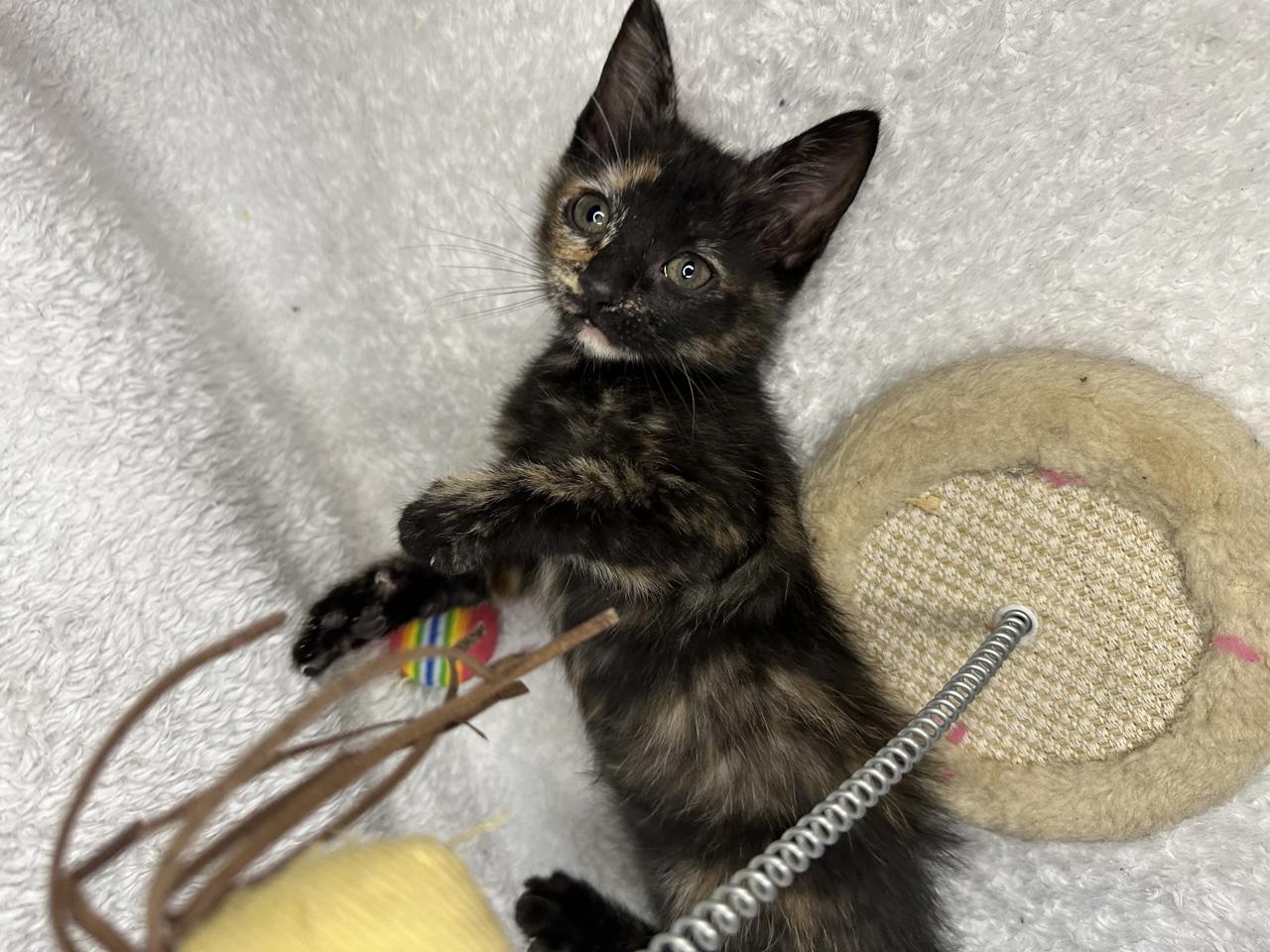 Gato YANG en adopción