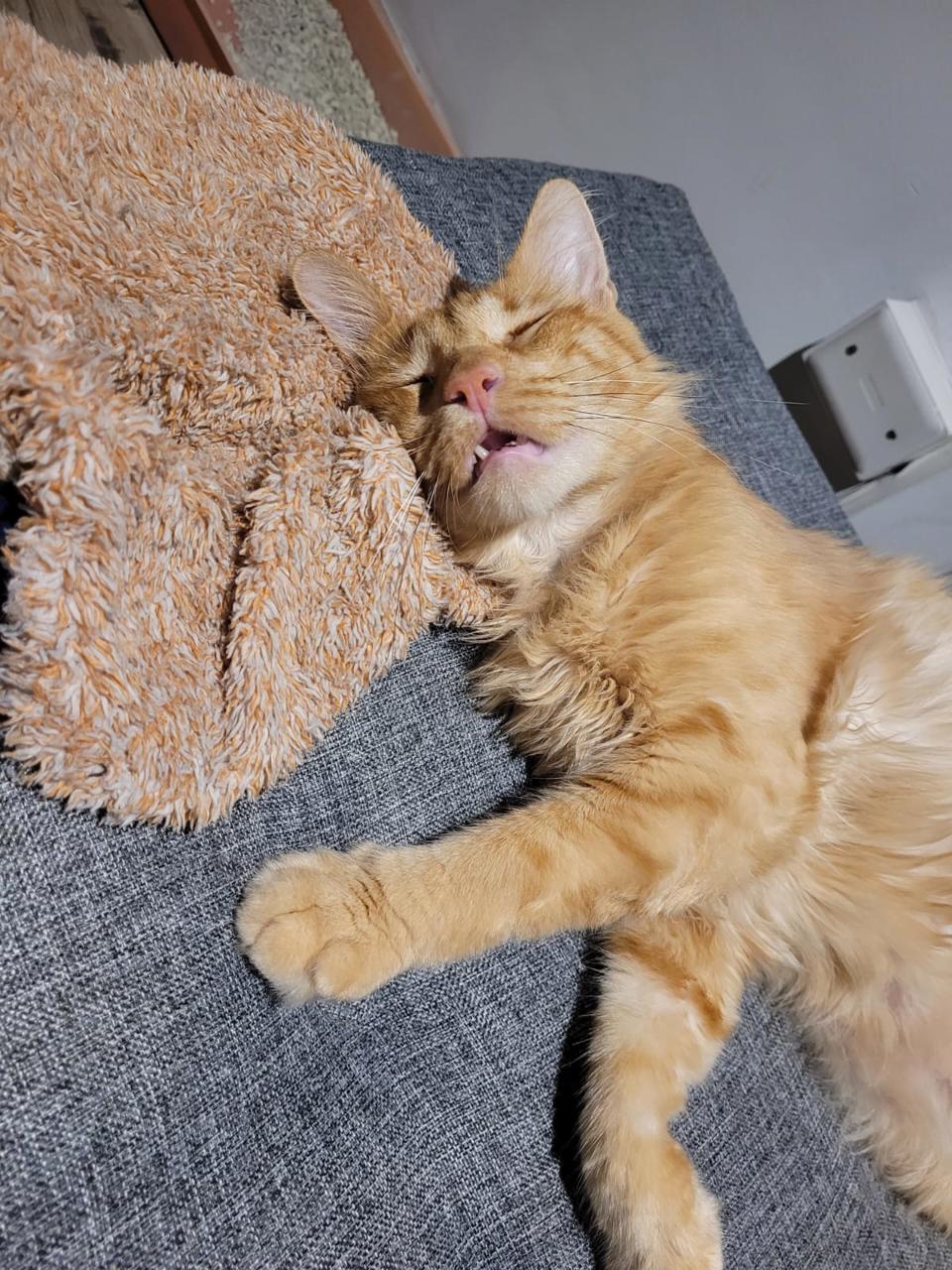 Gato CURRY en adopción