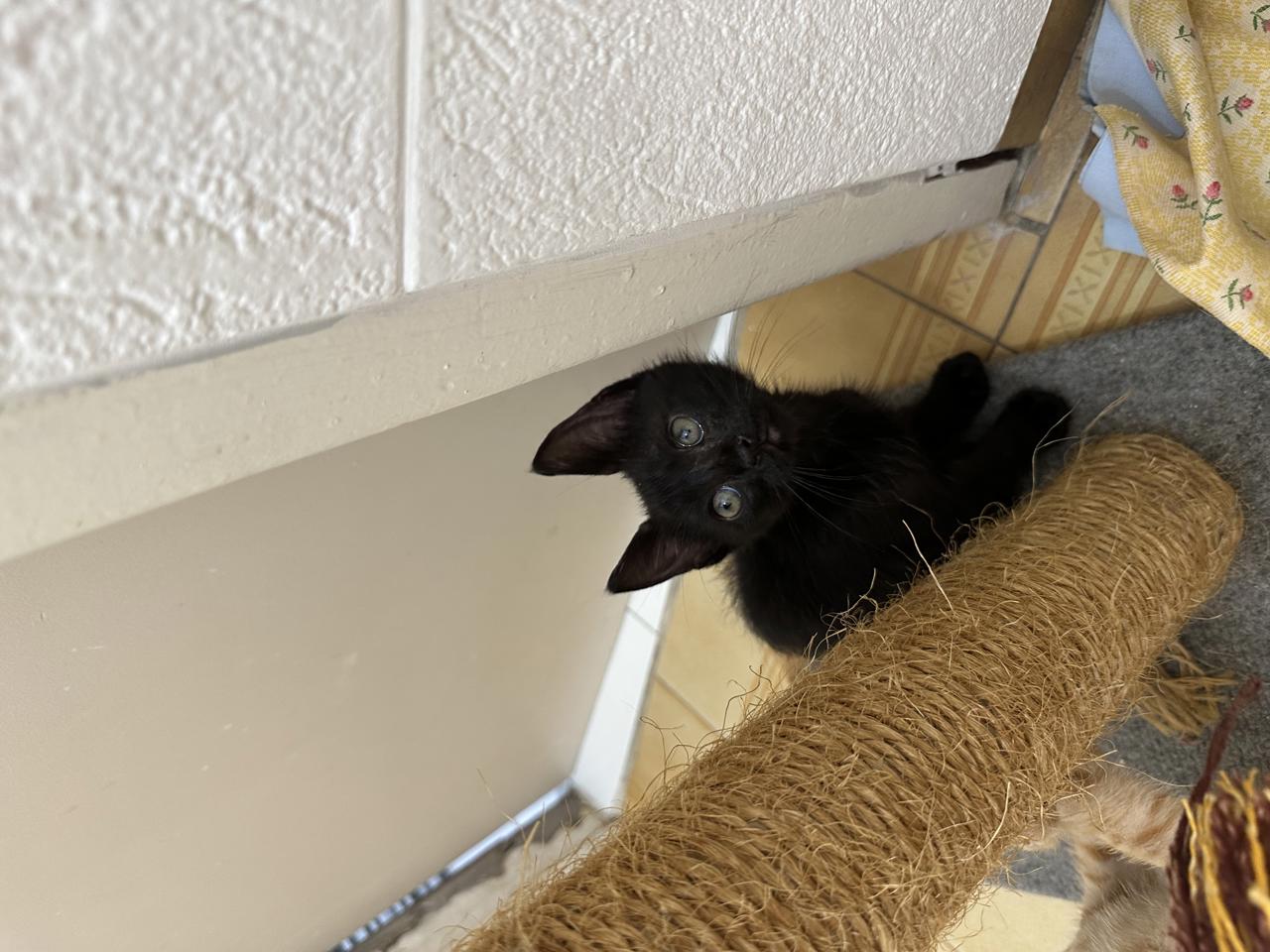 Gato Lucas en adopción