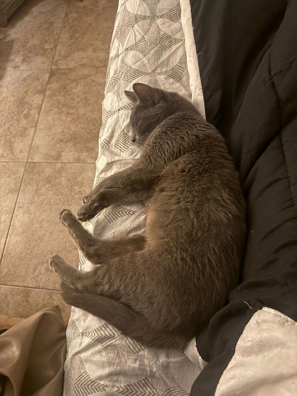 Gato Wanda en adopción