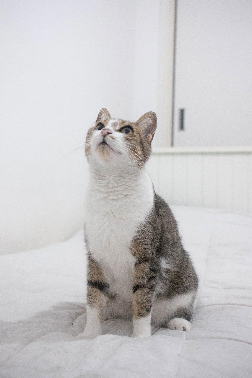Gato MIMI en adopción