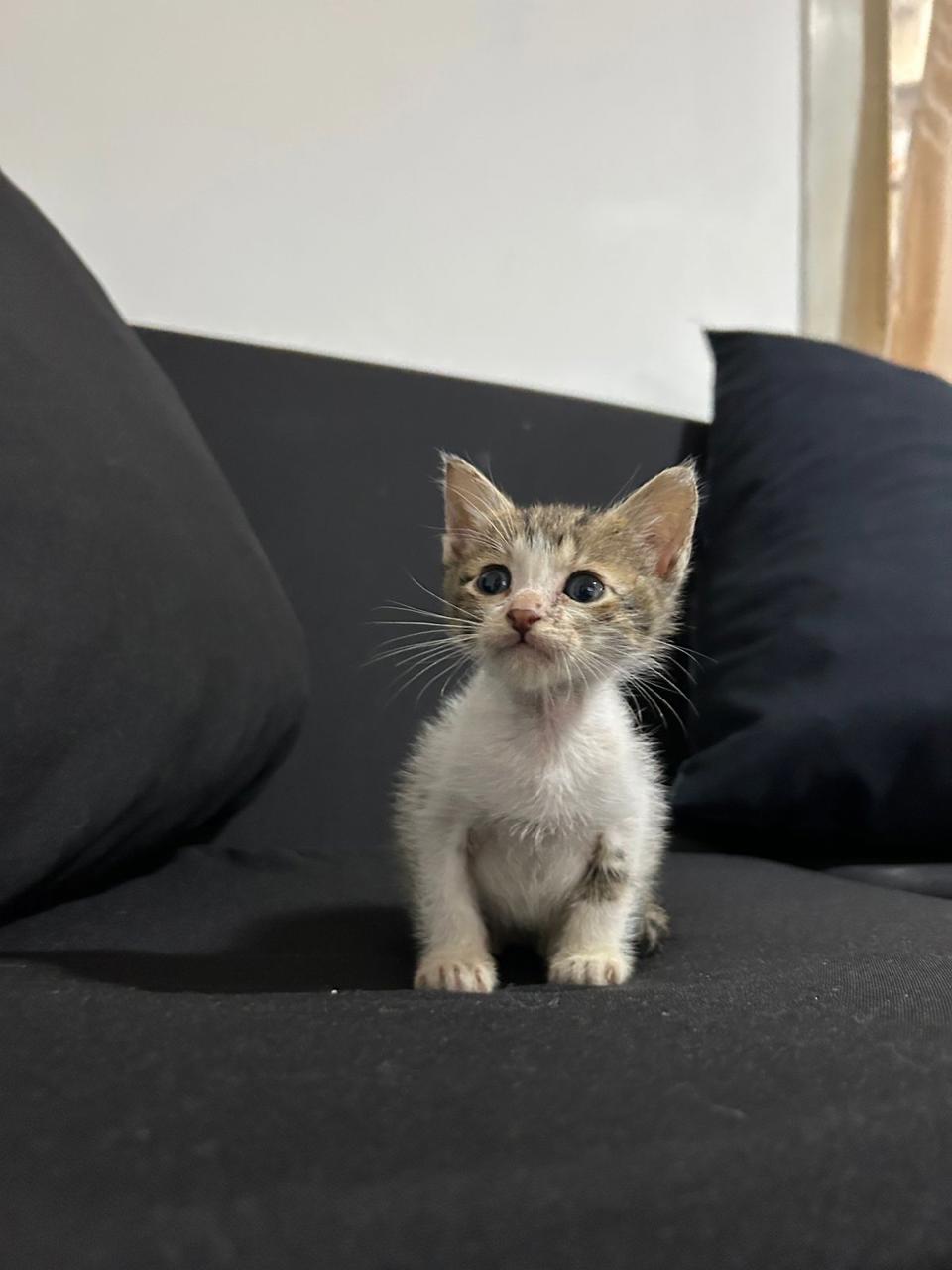 Gato Mimo  en adopción