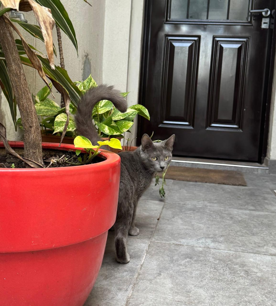 Gato Wanda en adopción