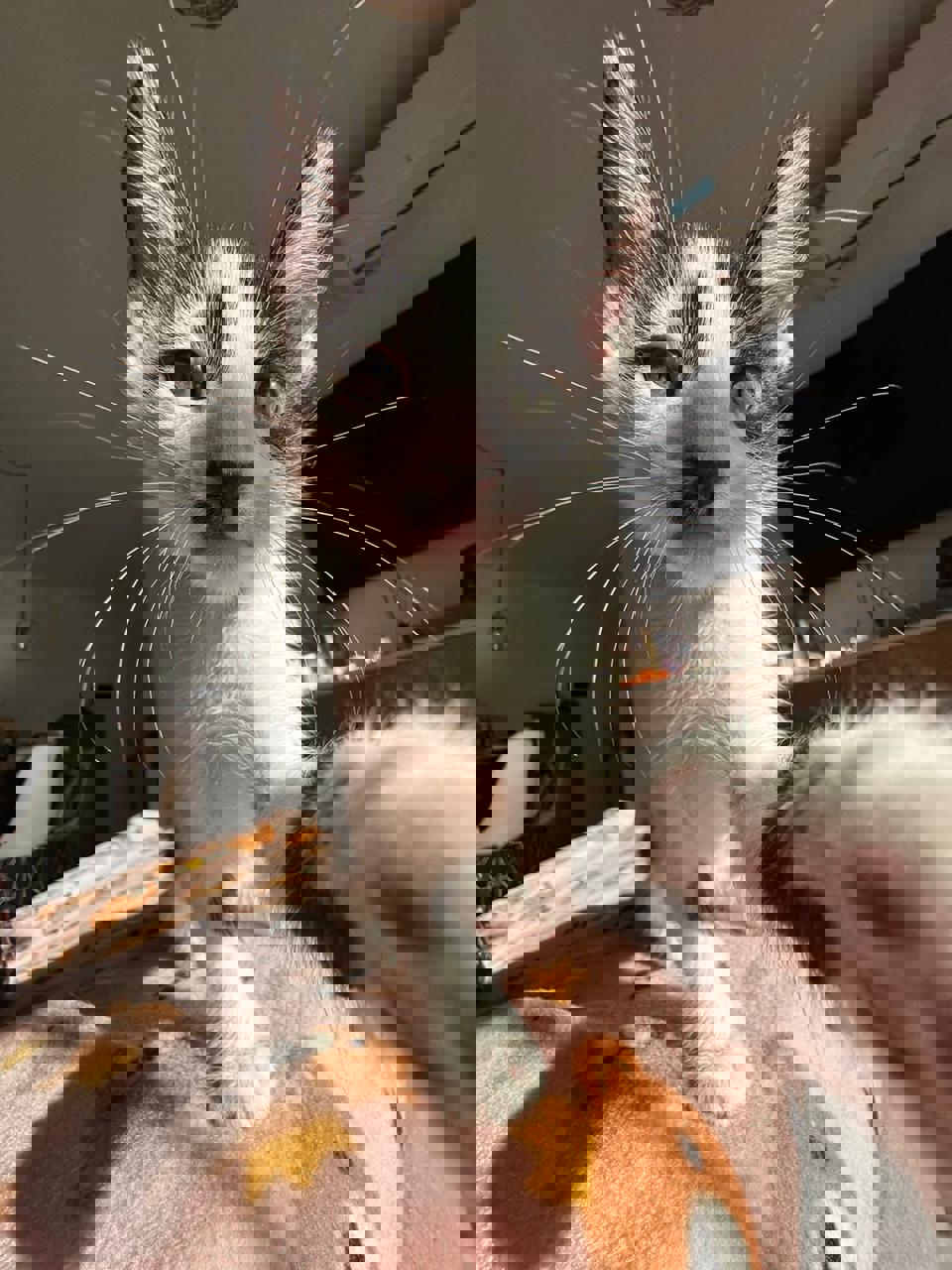 Gato KACCHAN  en adopción