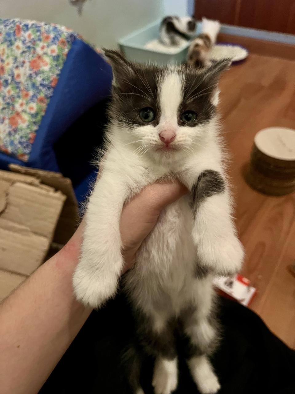 Gato MEL en adopción