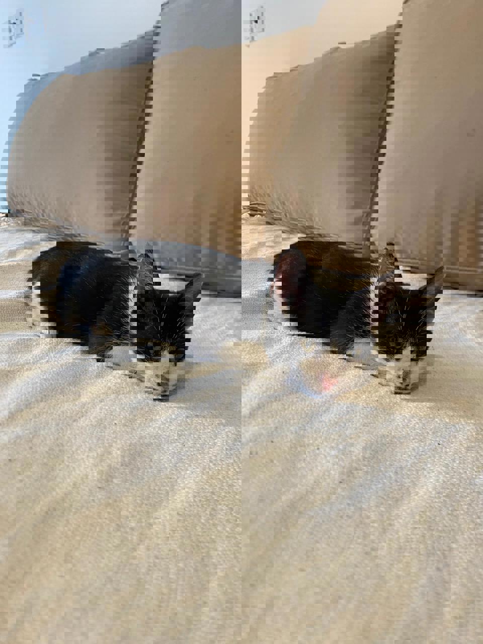 Gato Batman en adopción