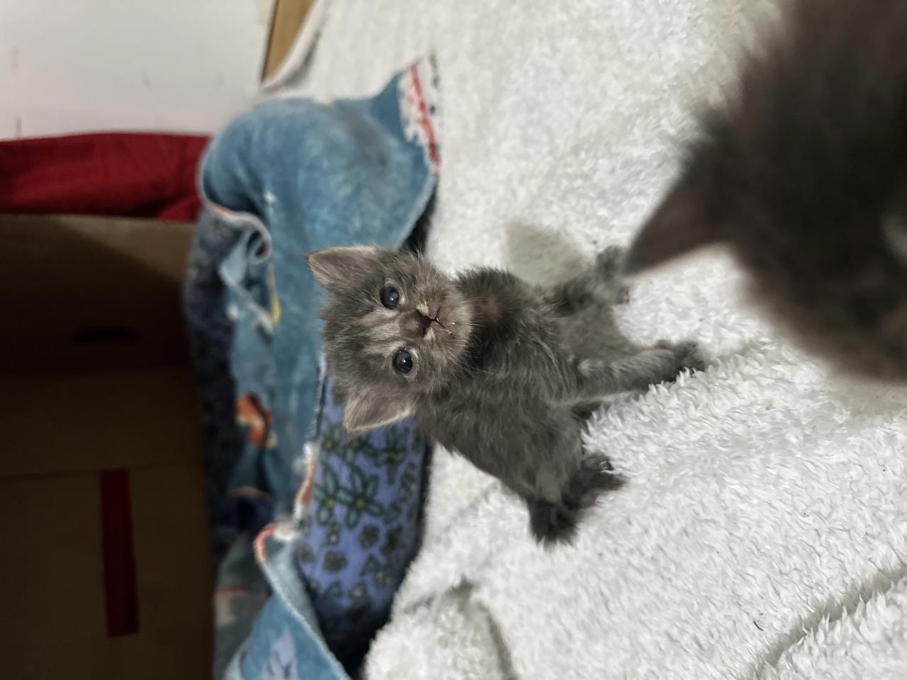 Gato TUK  en adopción