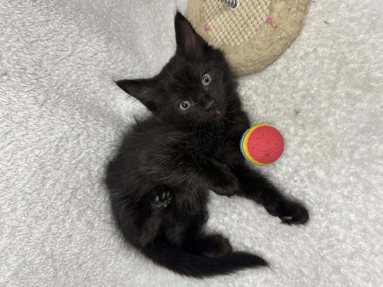 Gato BAILEY en adopción