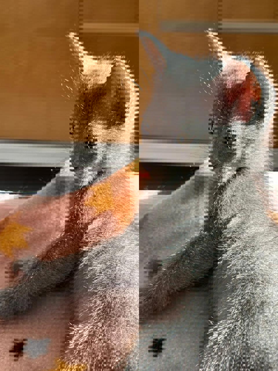 Gato Toff en adopción