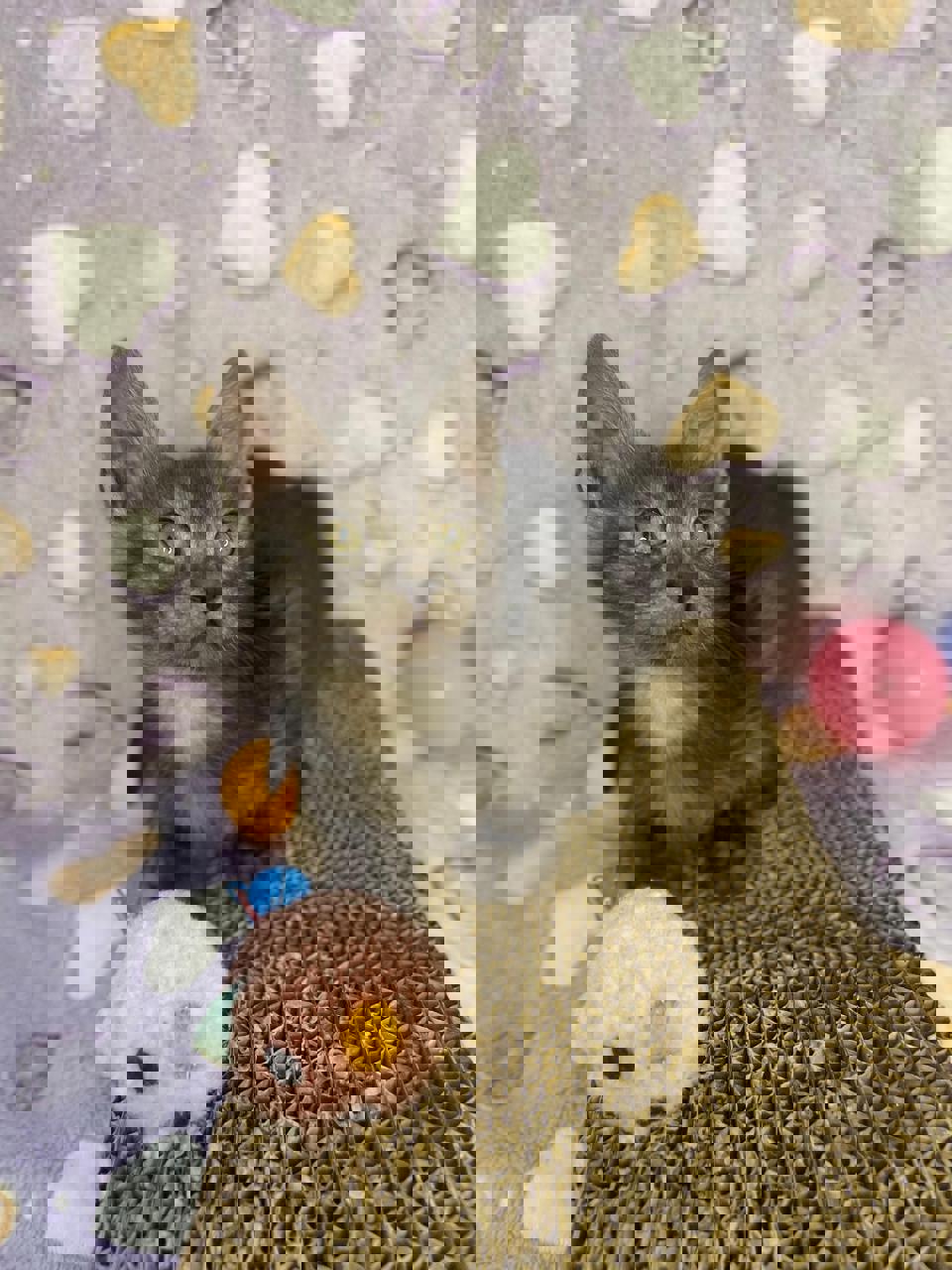 Gato CALYPSO en adopción