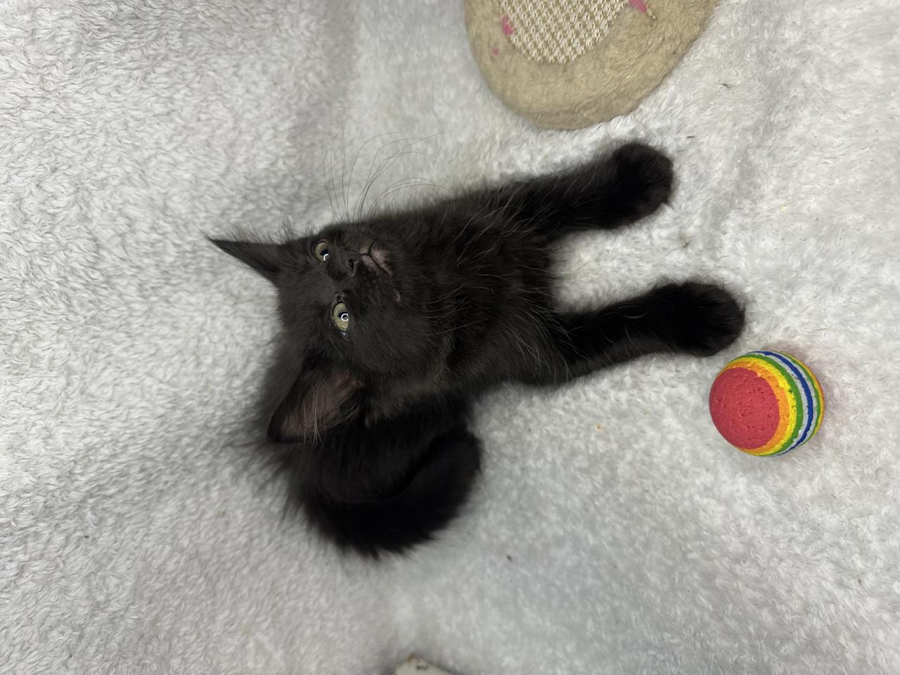 Gato IZZIE en adopción