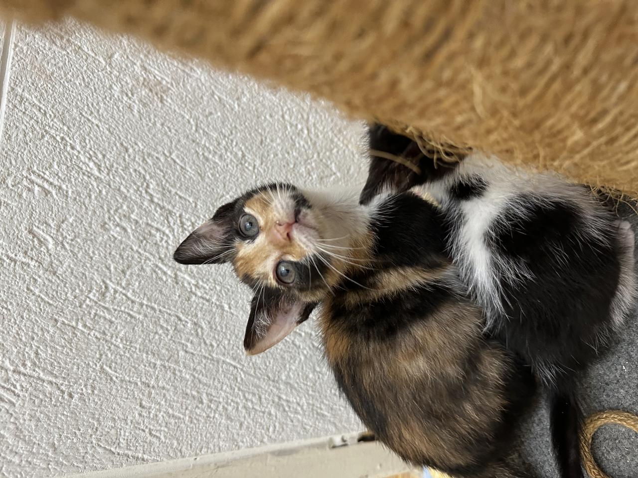 Gato Once  en adopción