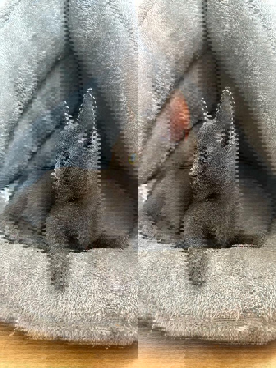 Gato Pancito en adopción