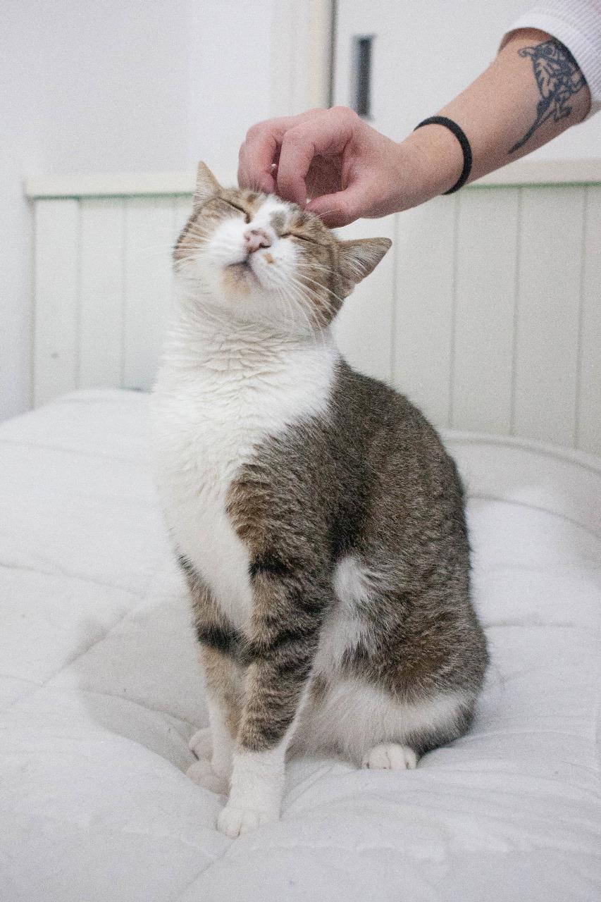 Gato MIMI en adopción