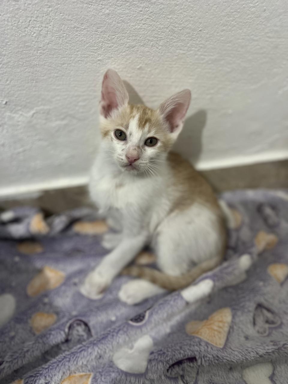 Gato ATLAS en adopción