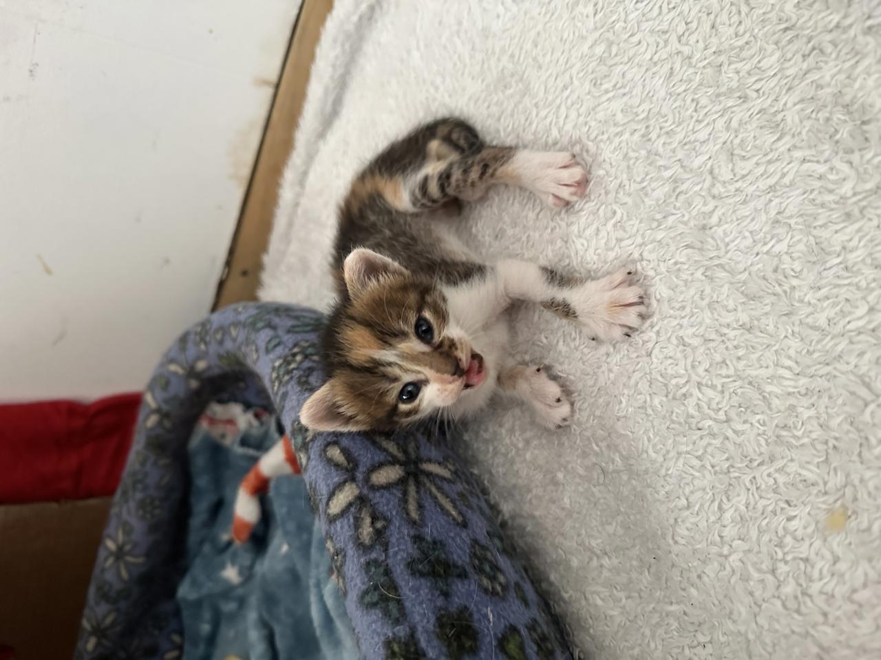 Gato NEYTIRI  en adopción