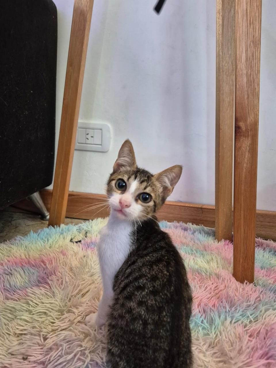 Gato Rayo  en adopción