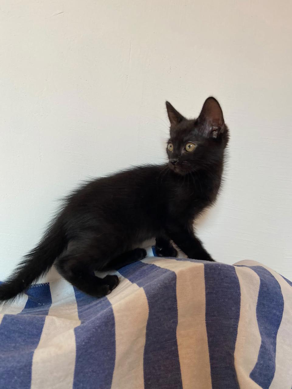 Gato BRUNHILDE  en adopción