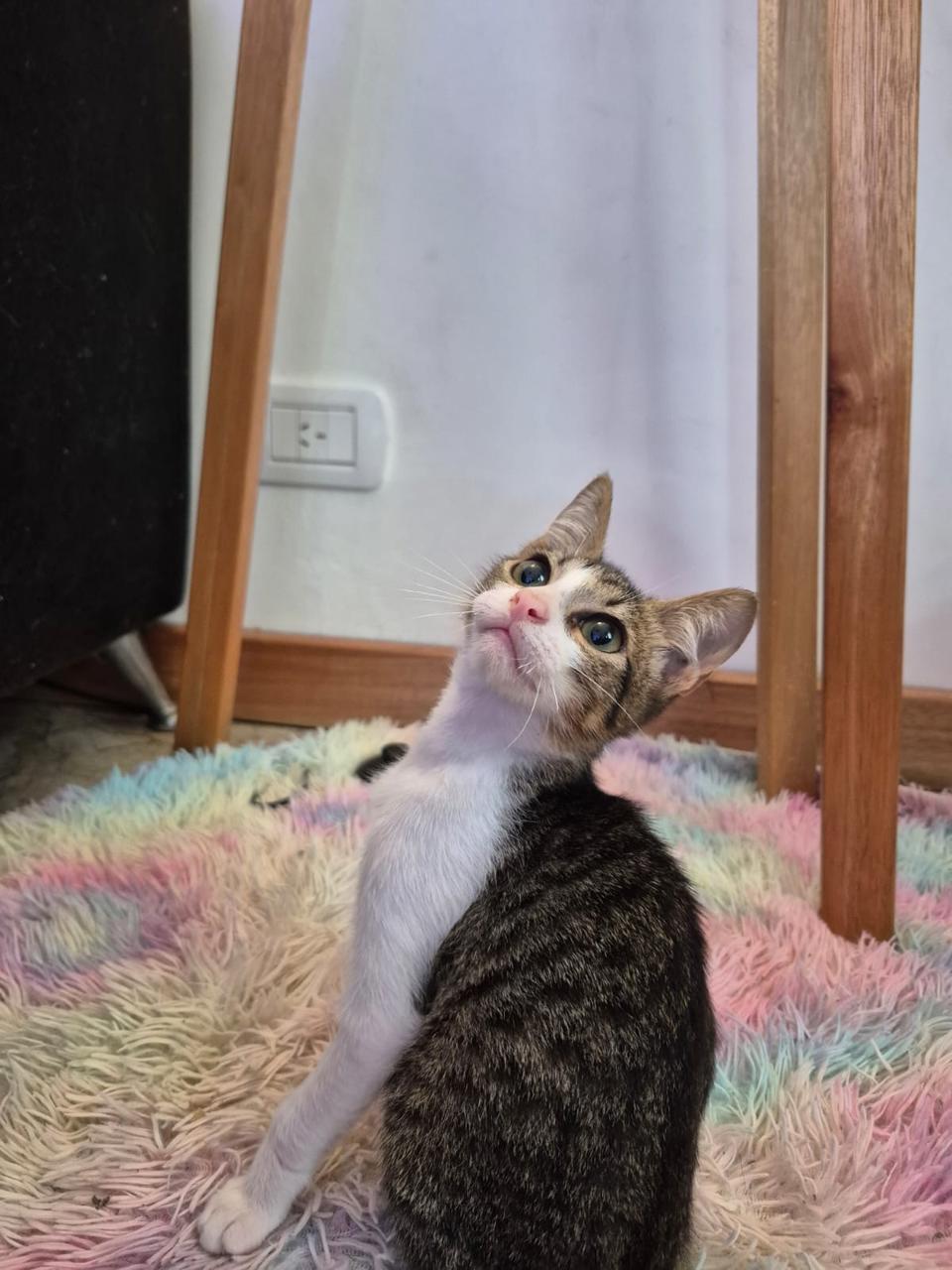 Gato Rayo  en adopción