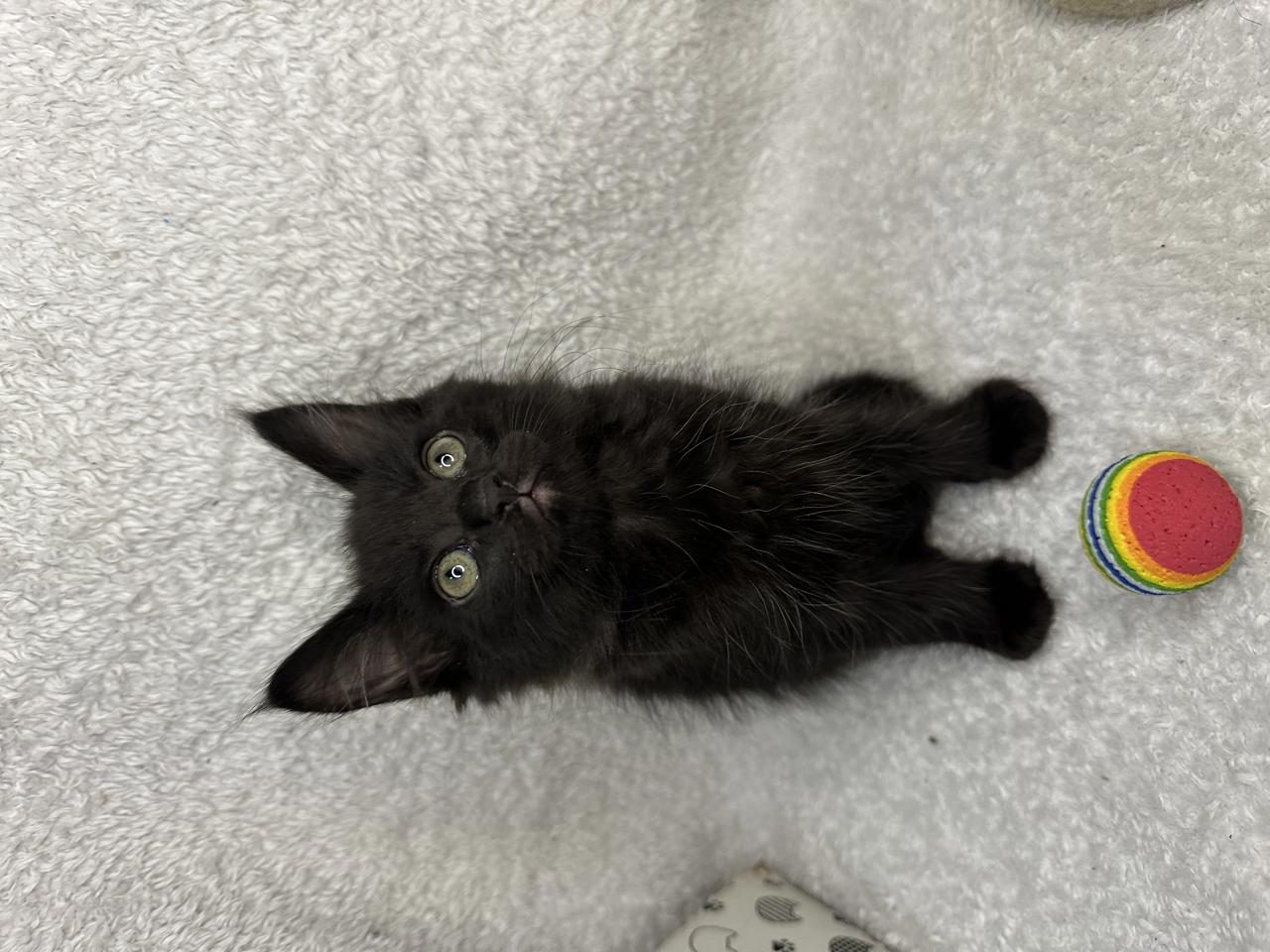 Gato BAILEY en adopción