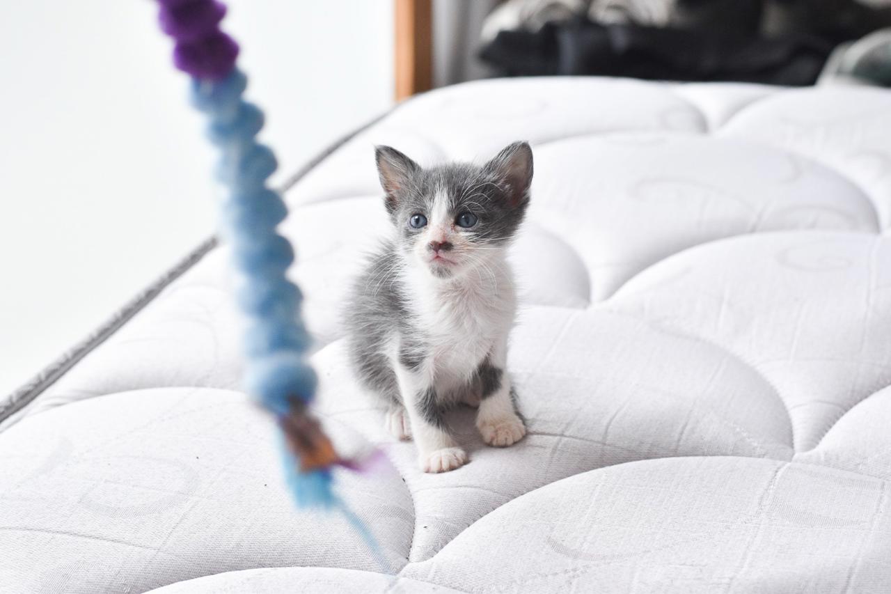 Gato Bruma  en adopción