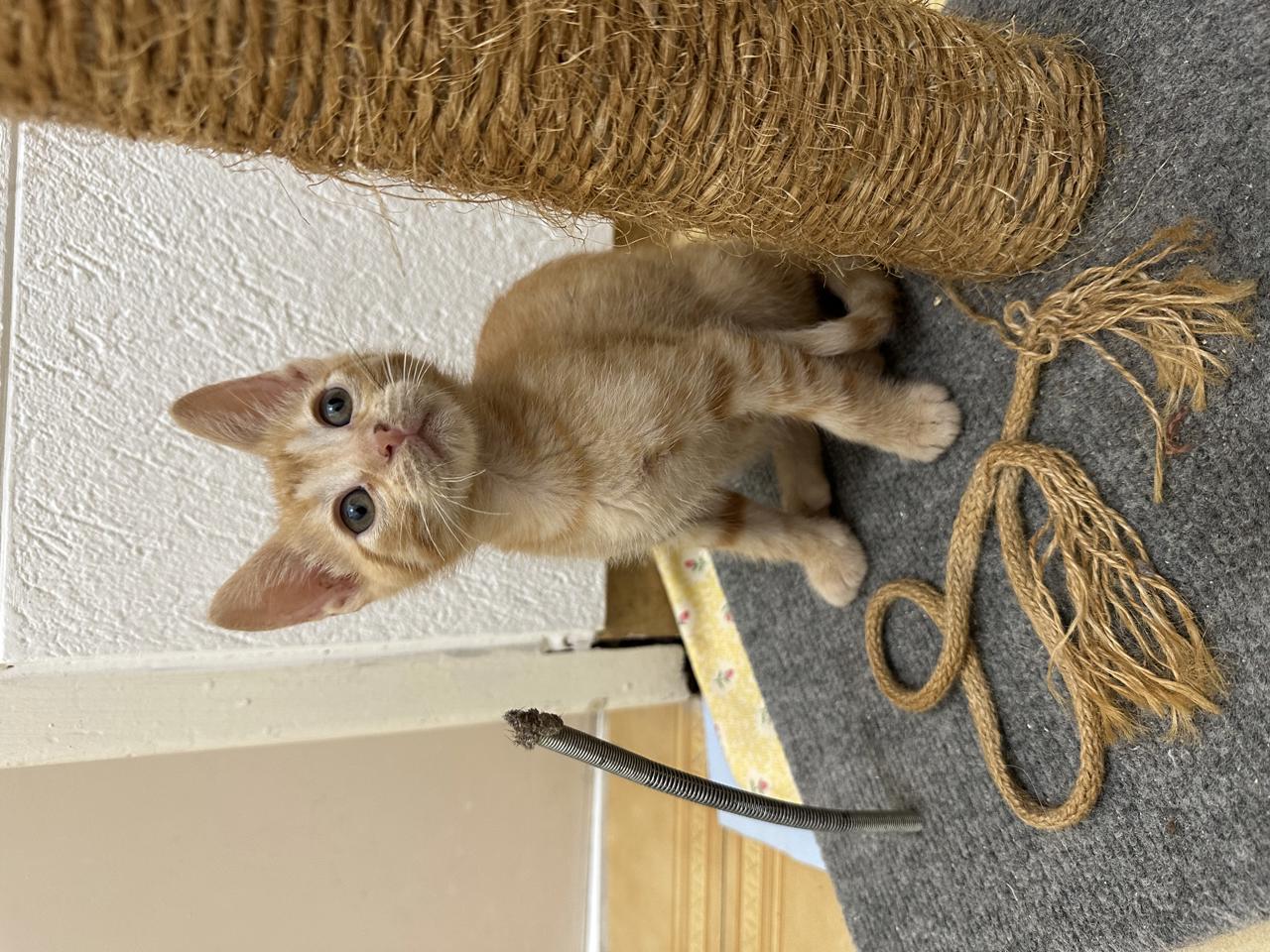 Gato Max  en adopción