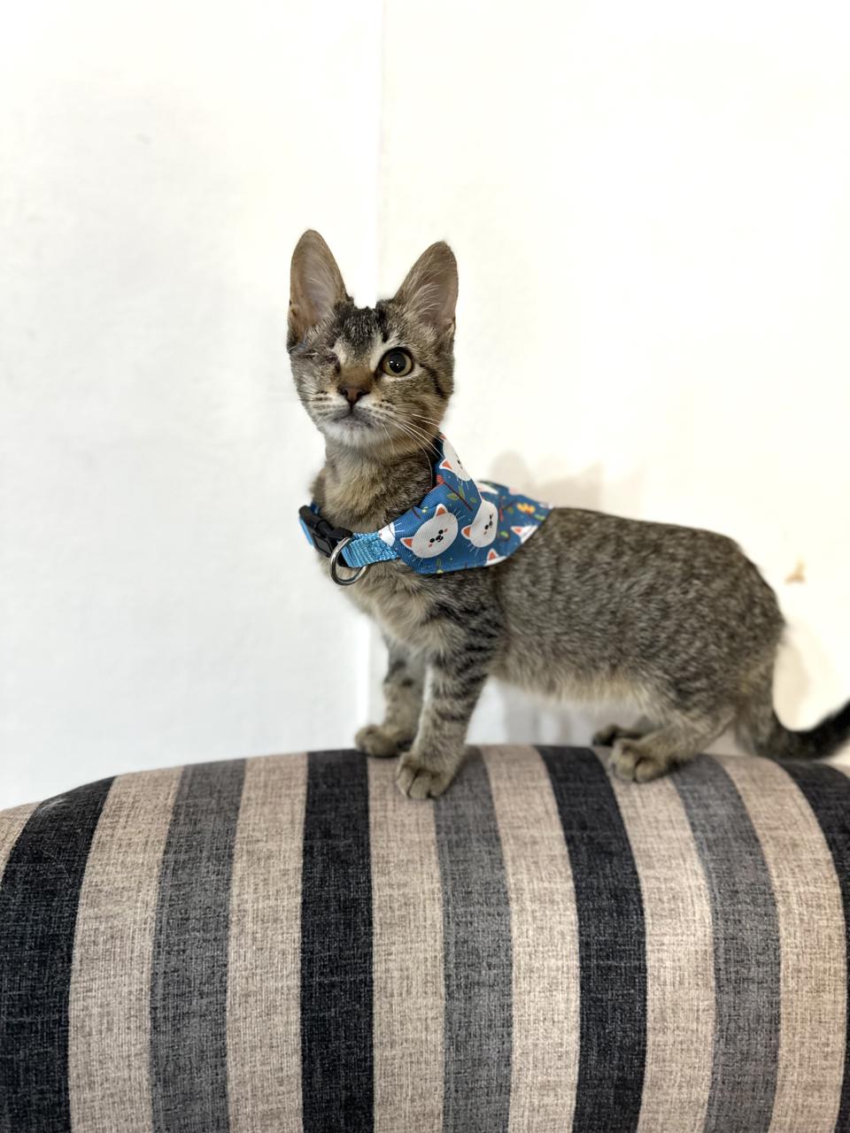 Gato Pucca en adopción