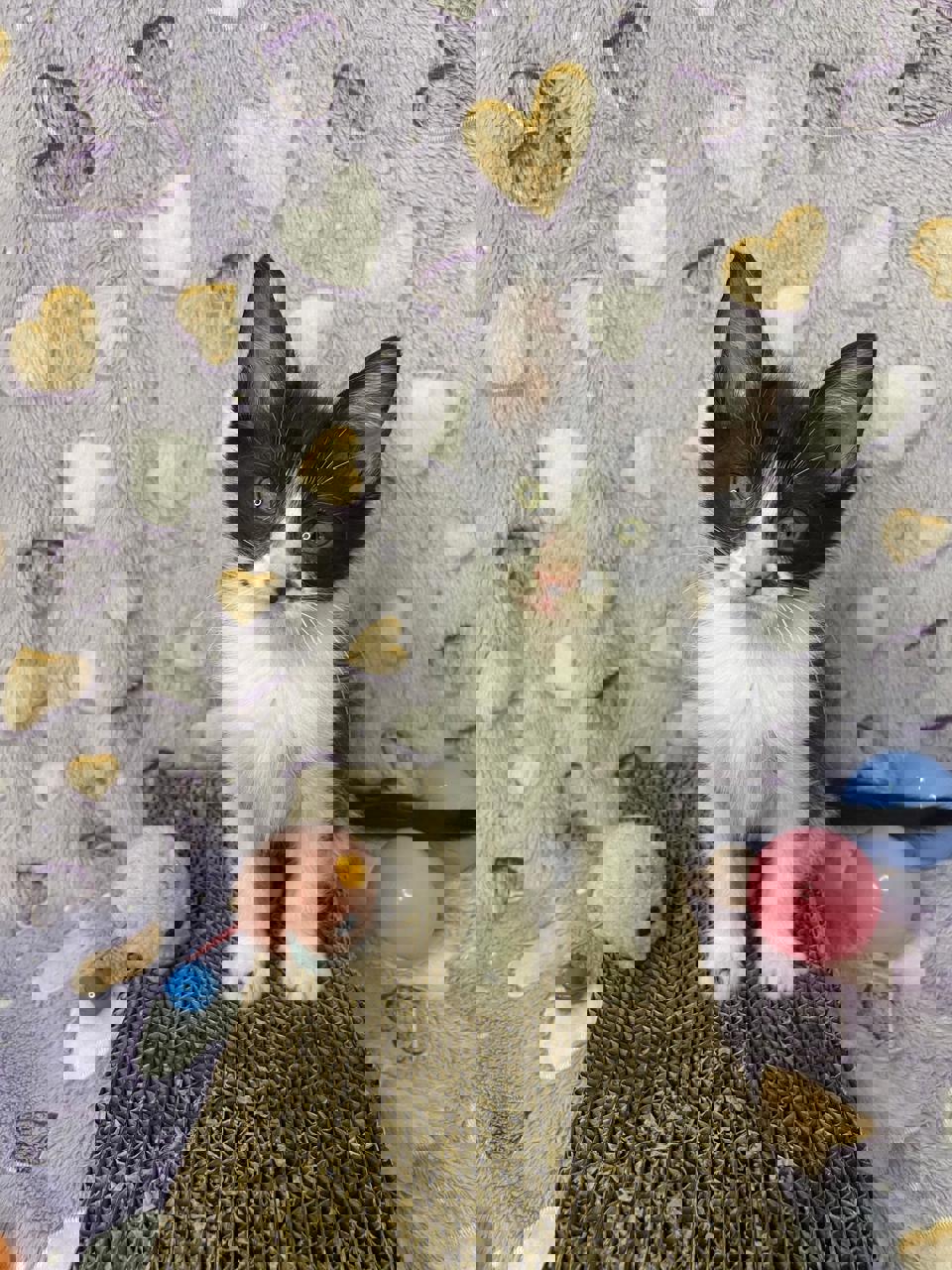 Gato HELENE en adopción