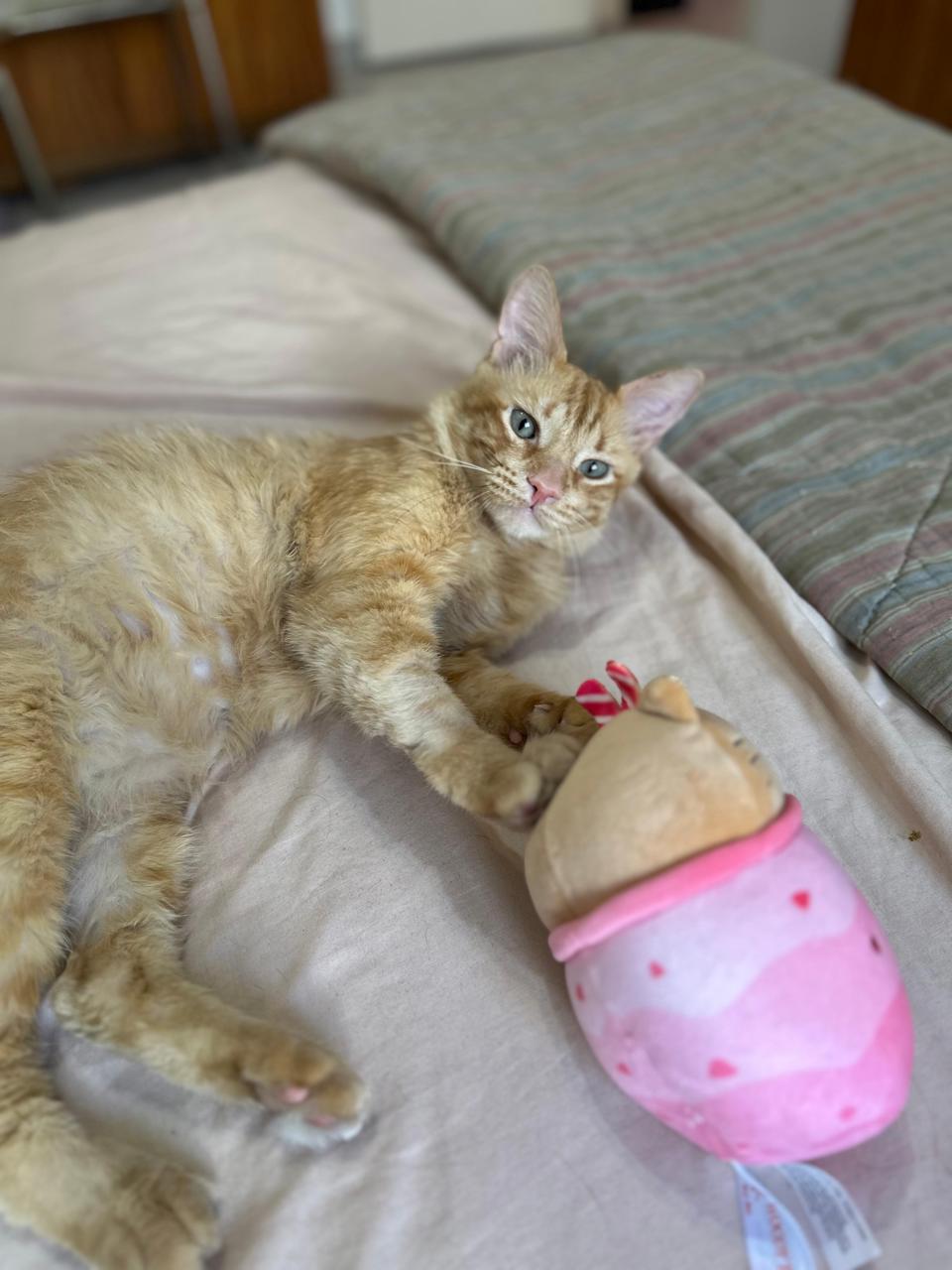 Gato CURRY en adopción