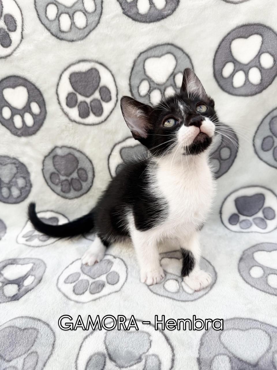 Gato GAMORA en adopción