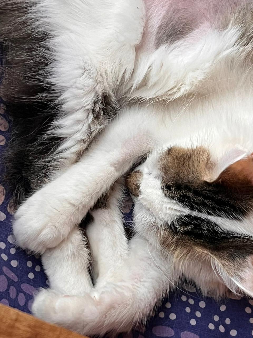 Gato TASHA  en adopción