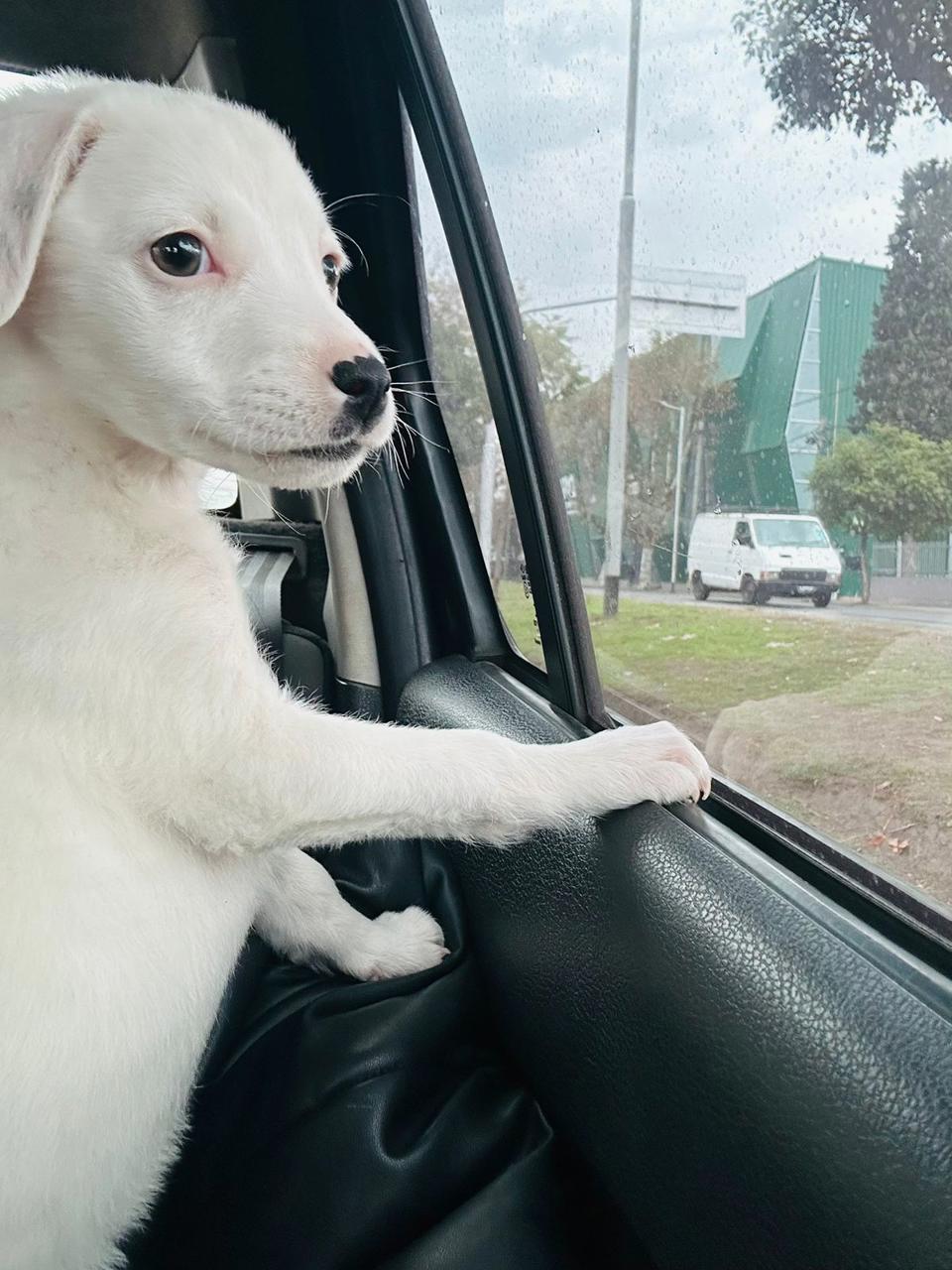 Perro Budín  en adopción