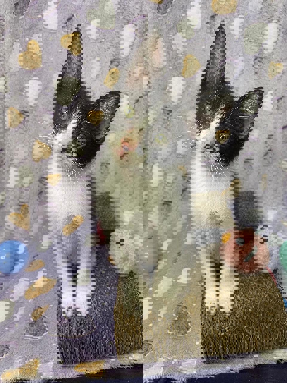 Gato HELENE en adopción