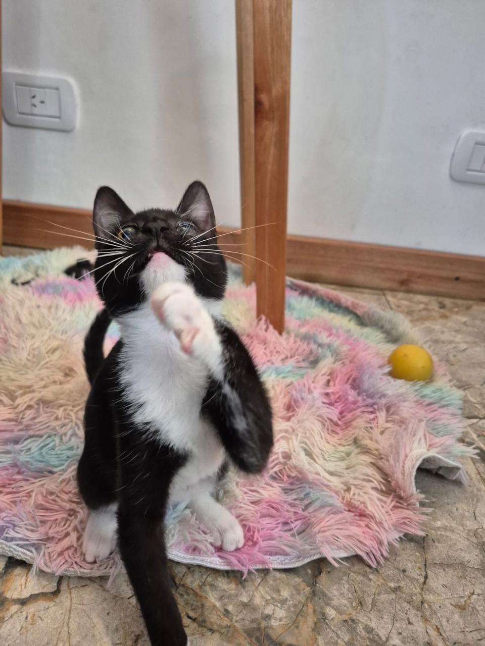 Gato Blanqui en adopción