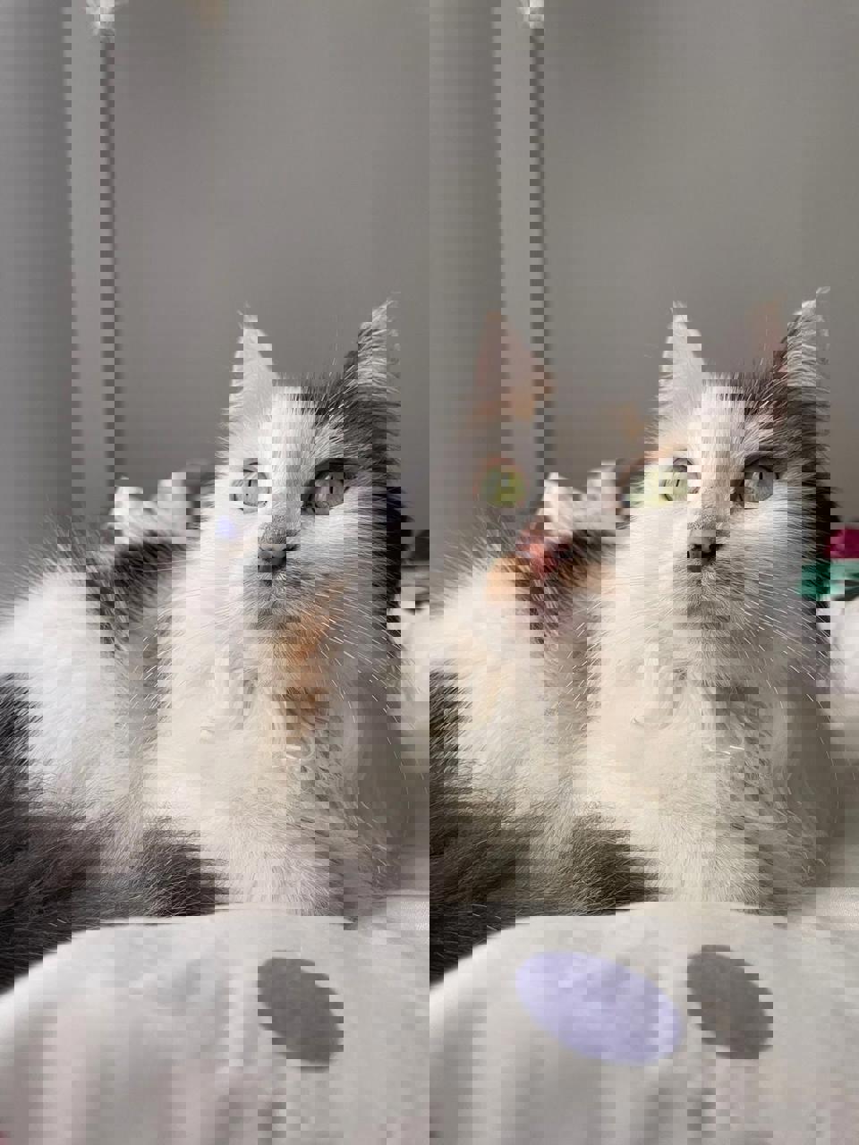 Gato MIEL en adopción