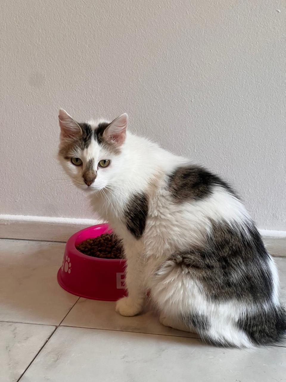 Gato TASHA  en adopción