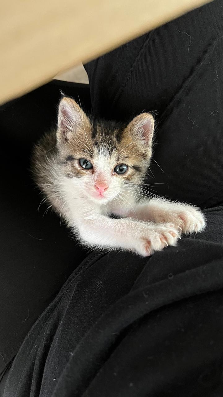 Gato Coco en adopción